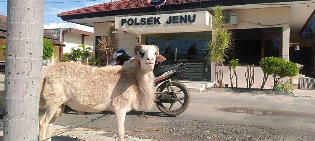 Barang bukti yang diamankan pihak kepolisian berupa satu ekor kambing dan sepeda motor yang dipakai pelaku saat melakukan aksi mencuri kambing di daerah Beji, Kecamatan Jenu, Kabupaten Tuban, Jumat 928/5/2021). (Foto: Mochamad Abdurrochim/Tugu Jatim)