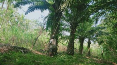 Seorang petani menunjukkan beberapa tumbuhan kelapa sawit yang tumbuh subur namun liar di kawasan Malang Selatan. (Foto: Rizal Adhi/Tugu Jatim)