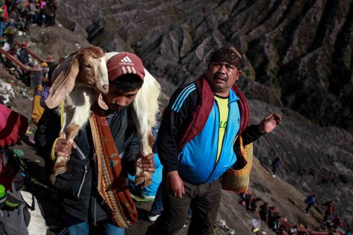 Warga suku Tengger membawa kambing. (Foto: Bayu Eka/Tugu Jatim)
