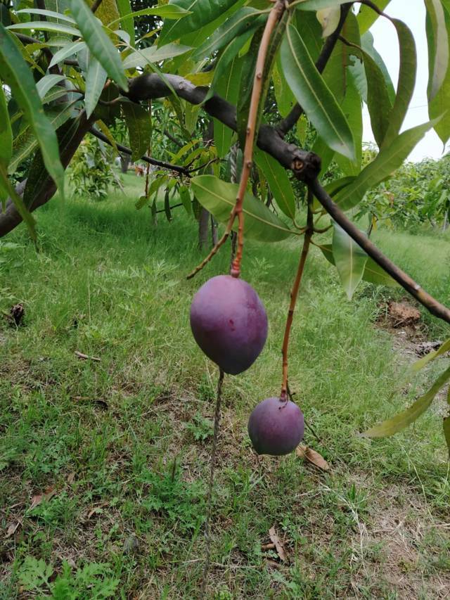 Petani di India menanam buah mangga termahal di dunia jenis Miyazaki. (Foto: Twitter Hindustan Times/Tugu Jatim)