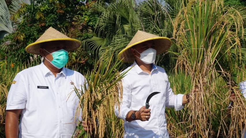 Wali Kota Surabaya Eri Cahyadi (kanan) memanen padi di halaman Taman Surya Balai Kota Surabaya, Rabu (09/06/2021). (Foto: Rangga Aji/Tugu Jatim)