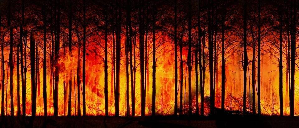 Ilustrasi hutan terbakar. (Foto: Pixabay/Tugu Jatim)