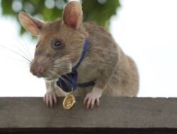 Bertahun-tahun Deteksi Ranjau Darat, Tikus Pahlawan Magawa Pensiun