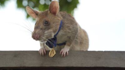 Magawa, si tikus pelacak ranjau di Kamboja. (Foto: APOPO (https://www.apopo.org/en)/Tugu Jatim)