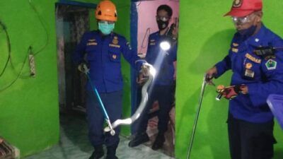 Proses evakuasi ular cobra di Mergosono Malang yang sempat menyembur mata 2 warga, Selasa (15/06/2021). (Foto:Damkar Kota Malang/Tugu Jatim)