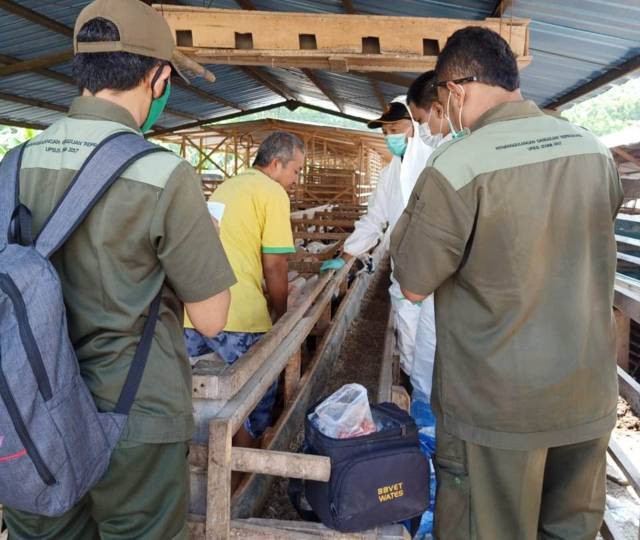 20 Kambing Mati Mendadak, Pemkab Kediri Khawatir Ternak Diserang Antraks 2 Petugas mengecek kondisi kandang di Desa Bendo, Kecamatan Pare, Kabupaten Kediri. (Foto: Rino Hayyu Setyo/Tugu Jatim)