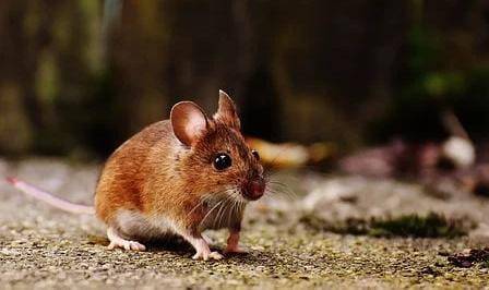 Ilustrasi tikus. (Foto: Pixabay/Tugu Jatim)