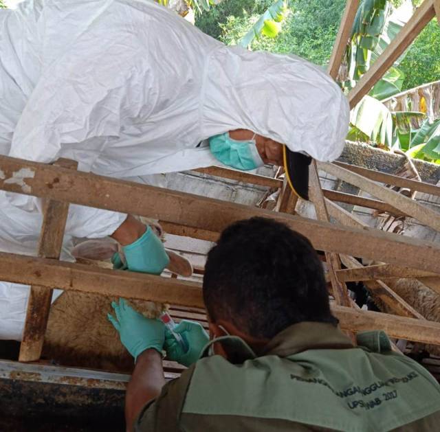 Petugas melakukan pengecekan pada kambing di Desa Bendo, Kecamatan Pare, Kabupaten Kediri. (Foto: Rino Hayyu Setyo/Tugu Jatim)
