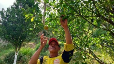 Ilustrasi petani jeruk Selorejo, Kabupaten Malang. (Foto: Rap/Tugu Jatim)