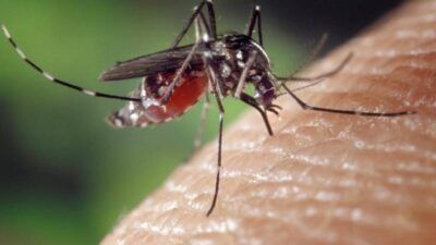 Ilustrasi gigitan nyamuk Aedes aegypti pada manusia, serangga pengisap darah yang menyebarkan virus DBD. (Foto: Pixabay)