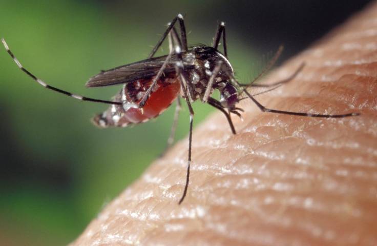 Ilustrasi gigitan nyamuk Aedes aegypti pada manusia, serangga pengisap darah yang menyebarkan virus DBD. (Foto: Pixabay)