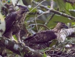 Populasi Elang Jawa di Taman Nasional Bromo Semeru Bertambah jadi 27 Ekor