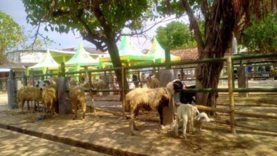 Kondisi pasar hewan Kabupaten Tuban yang terletak di Kelurahan Gedongombo, Kecamatan Semanding. (Foto: Rochim/Tugu Jatim)