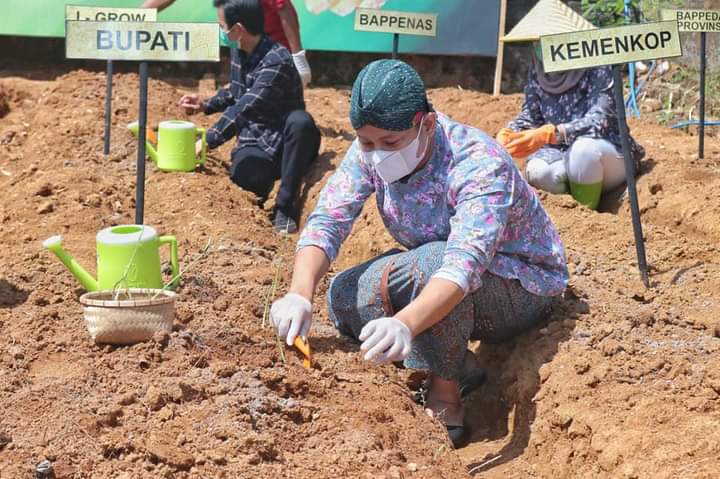 Bupati Trenggalek, Mochamad Nur Arifin ketika melakukan kunjungan ke petani jahe merah di Kecamatan Pule, Kabupaten Trenggalek, Kamis (3/6/2021). (Foto: M Zamzuri/Tugu Jatim)