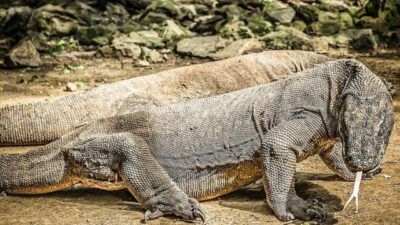 Hewan komodo. (Foto: Pixabay/Tugu Jatim)