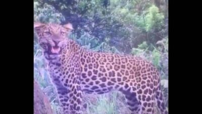 Macan Tutul Jawa (Panthera pardus melas) yang tertangkap kamera trap di kawasan Taman Nasional Bromo Tengger Semeru. (Foto: Dokumen/TNBTS)