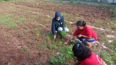 Budi daya tanaman porang di Sumenep, Jawa Timur yang mulai naik daun lantaran memiliki nilai ekonomi tinggi bagi para petani. (Foto: Dokumen) tugu jatim