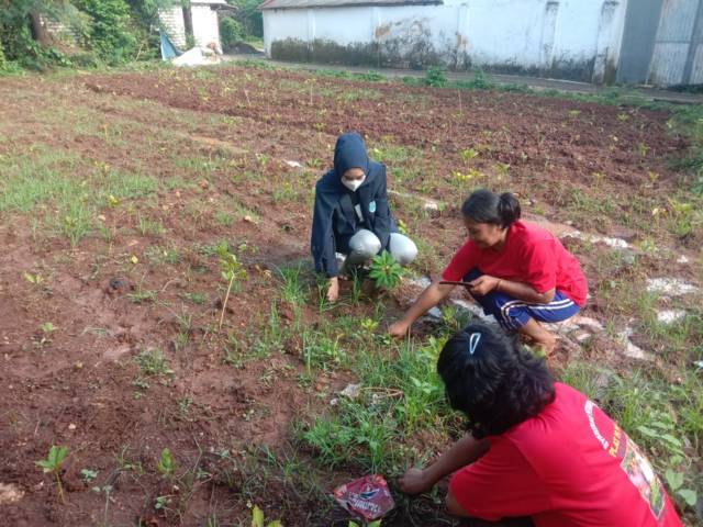 Budi daya tanaman porang di Sumenep, Jawa Timur yang mulai naik daun lantaran memiliki nilai ekonomi tinggi bagi para petani. (Foto: Dokumen) tugu jatim