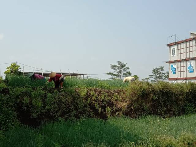Kusmiarni dan petani lainnya tetap merawat tanaman bawang merah di Kota Batu. (Foto: Sholeh/Tugu Jatim)