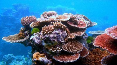 Beberapa terumbu karang yang berada di Great Barrier Reef, Australia. GBR dinominasikan UNESCO untuk masuk sebagai Situs Warisan Dunia dengan status 'dalam bahaya'. (Foto: Wikipedia) tugu jatim