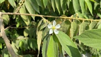 Daun kersen yang bisa dijadikan minuman dari tanaman herbal untuk meredakan penyakit diabetes hingga kanker. (Foto: Pixabay) tugu jatim