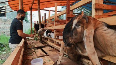 Beni Satya (31), salah seorang penjual kambing kurban di Malang tetap berjualan meski peminatnya mulai melesu di masa PPKM Darurat. (Foto: M Ulul Azmy/Tugu Malang/Tugu Jatim)