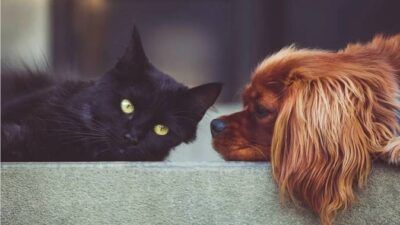 Kala Kucing dan Anjing Rentan Terpapar Covid-19 dari Majikan