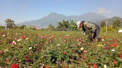 Petani bunga di Kota Batu yang mengaku kesulitan distribusi selama masa PPKM Darurat (PPKM Level 4) karena terkendala mobilitas. (Foto: M Sholeh/Tugu Malang/Tugu Jatim)