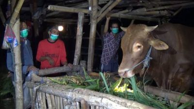 Warga Kabupaten Tuban menjaga kandang bahkan melakukan ronda keliling untuk memastikan keamanan hewan ternaknya tidak dicuri jelang Idul Adha. (Foto: Moch Abdurrochim/Tugu Jatim)