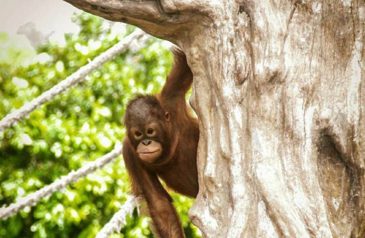 Ribuan Satwa di Jatim Park Kota Batu Aman dari Covid-19 1 Seekor orang utan, koleksi satwa di Jatim Park di Batu Secret Zoo. (Foto:JTP Group/Tugu Jatim)