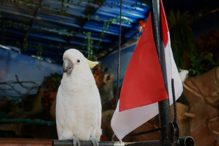 Salah satu burung kakatua di Eco Green Park, Kota Batu, yang mengikuti upacara bendera Merah Putih, Senin (17/08/2021). (Foto: Jatim Park Group/Tugu Jatim)