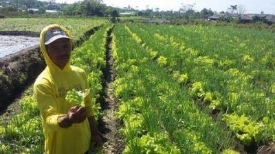 Petani bawang prei di Kota Batu. (Foto: Dokumen Tugu Malang/Tugu Jatim)