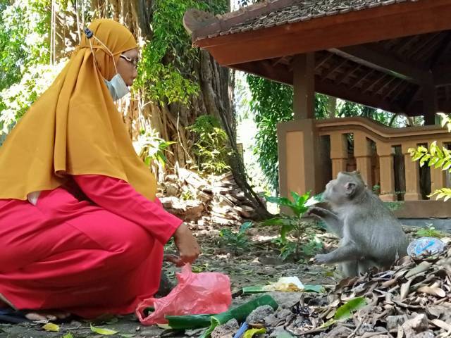 Salah satu warga memberikan makan pada monyet di Sendang Bektiharjo, Tuban, sebagai tanda perhatian dengan sesama makhluk hidup yang berdampingan, Rabu (25/08/2021). (Foto: Mochamad Abdurrochim/Tugu Jatim)