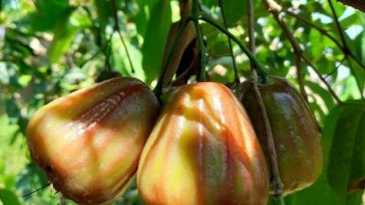 Buah jambu air yang dibudidayakan oleh Supriyanto, warga Desa Dongok, Kecamatan Padangan, Kabupaten Bojonegoro. (Foto: Mila Arinda/Tugu Jatim)