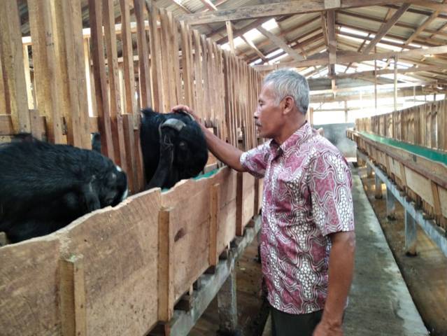 Handri Isriawan, seorang veteran yang tengah menunjukkan kambing etawa miliknya. (Foto: M Sholeh/Tugu Malang/Tugu Jatim)