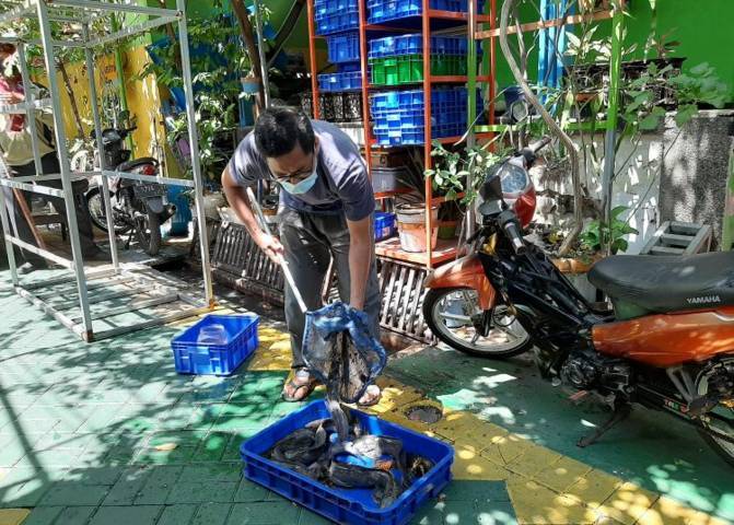 Kader Lingkungan Kampung Ondomohen Magersari V Kota Surabaya, Masmulyono ketika menjaring ikan lele hasil budi daya dari selokan. Foto: Amanah Nur Asiah/Basra) tugu jatim
