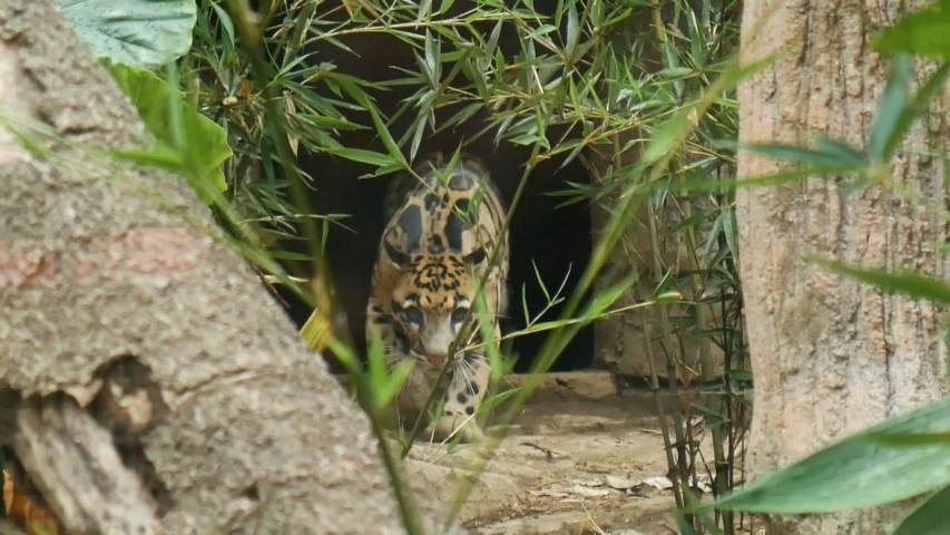 Macan Dahan Asia (Neofelis nebulosa) yang juga ada di Batu Secret Zoo. (Foto: Dokumen/Jatim Park Group)