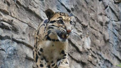 Macan Dahan Asia (Neofelis nebulosa) yang juga ada di Batu Secret Zoo. (Foto: Dokumen/Jatim Park Group) tugu jatim