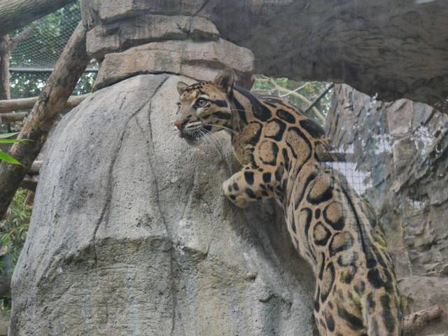 Macan Dahan Asia (Neofelis nebulosa) yang juga ada di Batu Secret Zoo. (Foto: Dokumen/Jatim Park Group)