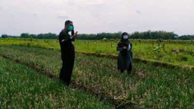 Pengembangan bibit bawang merah di Desa Jamberejo, Kecamatan Kedungadem, Kabupaten Bojonegoro. (Foto: Kominfo Bojonegoro/Tugu Jatim)