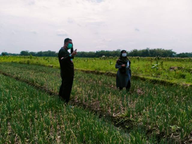 Pengembangan bibit bawang merah di Desa Jamberejo, Kecamatan Kedungadem, Kabupaten Bojonegoro. (Foto: Kominfo Bojonegoro/Tugu Jatim)