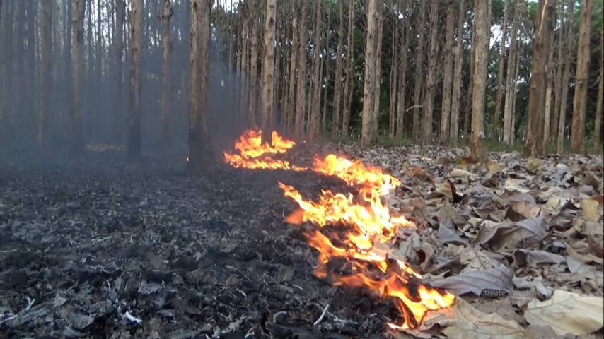 Ilustrasi kebakaran hutan yang kerap terjadi di lahan milik Perhutani KPH Tuban. (Foto: Mochamad Abdurrochim/Tugu Jatim)