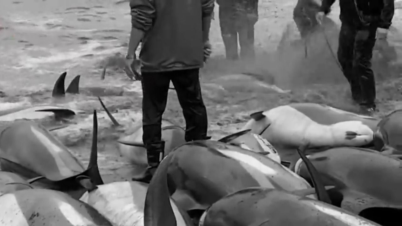 Lebih dari 1.400 lumba-lumba dibantai di Kepulauan Faroe pada Minggu (12/9/2021)/tugu jatim