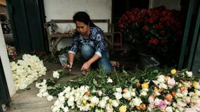 Yuniati, salah satu petani bunga hias di Desa Gunungsari, Kota Batu, tampak sibuk mengemas bunga mawar sebelum dikirim kepada pelanggan. (Foto: M. Ulul Azmy/Tugu Malang/Tugu Jatim)