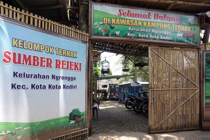 Wali Kota Kediri Apresiasi KUBE "Sumber Rejeki" Ciptakan Inovasi Ternak Kambing tanpa Bau 3 Peternakan kambing milik KUBE "Sumber Rejeki" Kota Kediri. (Foto: Dokumen/Tugu Jatim)