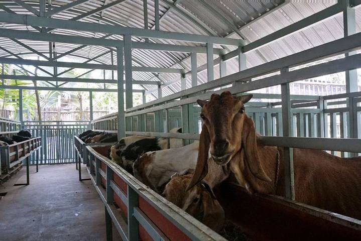 Wali Kota Kediri Apresiasi KUBE "Sumber Rejeki" Ciptakan Inovasi Ternak Kambing tanpa Bau 4 Kambing-kambing tanpa bau milik KUBE "Sumber Rejeki" Kota Kediri. (Foto: Dokumen/Tugu Jatim)
