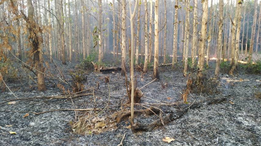 Ilustrasi kondisi kebakaran hutan di lahan milik Perhutani KPH Tuban. (Foto: Mochamad Abdurrochim/Tugu Jatim)