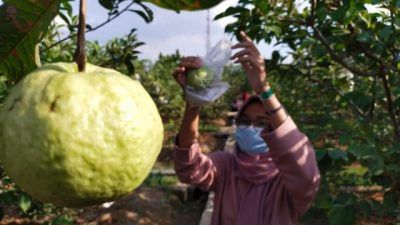 Suasana para wisatawan saat menikmati suasan kebun dan memetik jambu kristal yang berada di Kebun Simo Jambu Kristal, Desa Sukoharjo, Kecamatan Bancar, Tuban. (Foto: Moch Abdurrochim/Tugu Jatim)