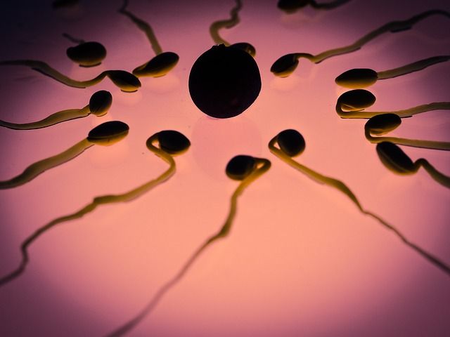 Sperma Sel Telur.