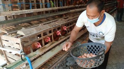 Harga Telur Anjlok, Peternakan Ayam Milik Lapas Tuban Terancam Gulung Tikar